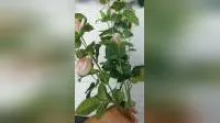 Flores de tacto real, rosa roja, flor de seda para boda, flores artificiales decorativas