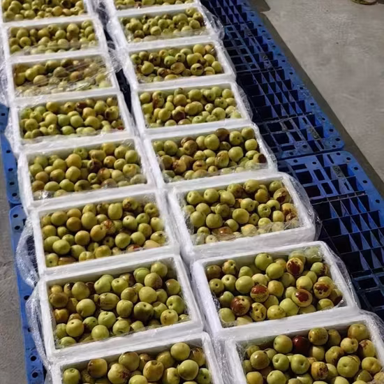 Azufaifa de invierno de fruta fresca crujiente de grado A con fecha especial al por mayor