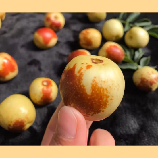 Azufaifa de frutas frescas especiales chinas de alta calidad/dátiles frescos y dulces de Dongzao