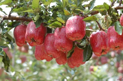 Verduras Frescas De China Manzanas Huaniu