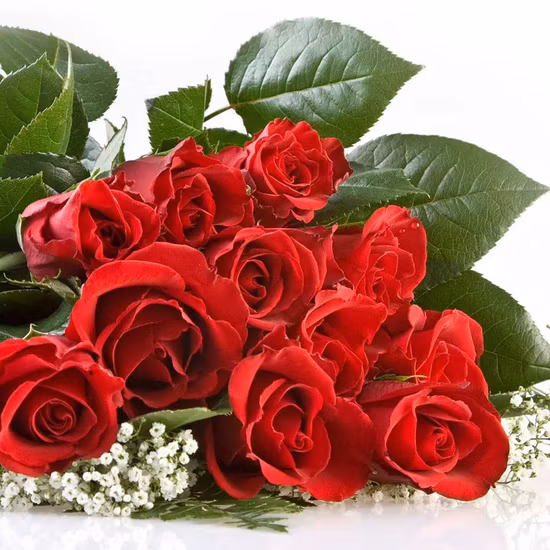 Regalo de promoción de rosas frescas cortadas Flor decorativa Día de San Valentín Día de Monther 20PCS/Bundle