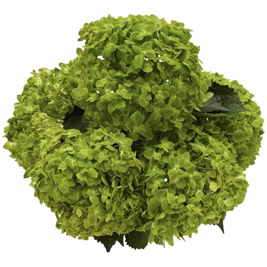 Flor verde recién cortada Hortensias esmeralda Flores de jardín Proveedor de rosas