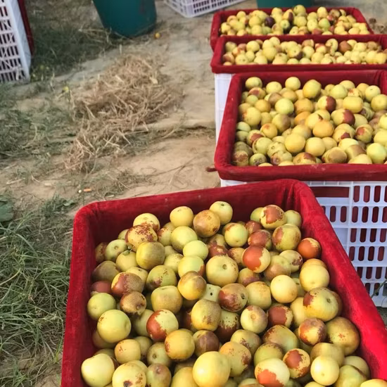 Dátiles frescos de alta calidad, frutas dulces redondas de azufaifa de invierno frescas de China
